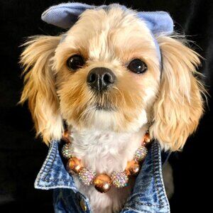 Rosey (11", 13") - Pet Necklace - Pet Accessories